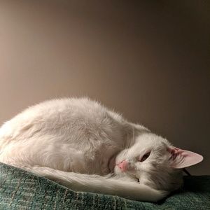 Meet your Posher, Theresa